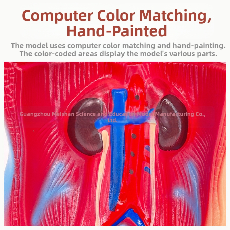Meishan модел на торса за обучение – анатомия на сърцето и мозъка, пластмасов