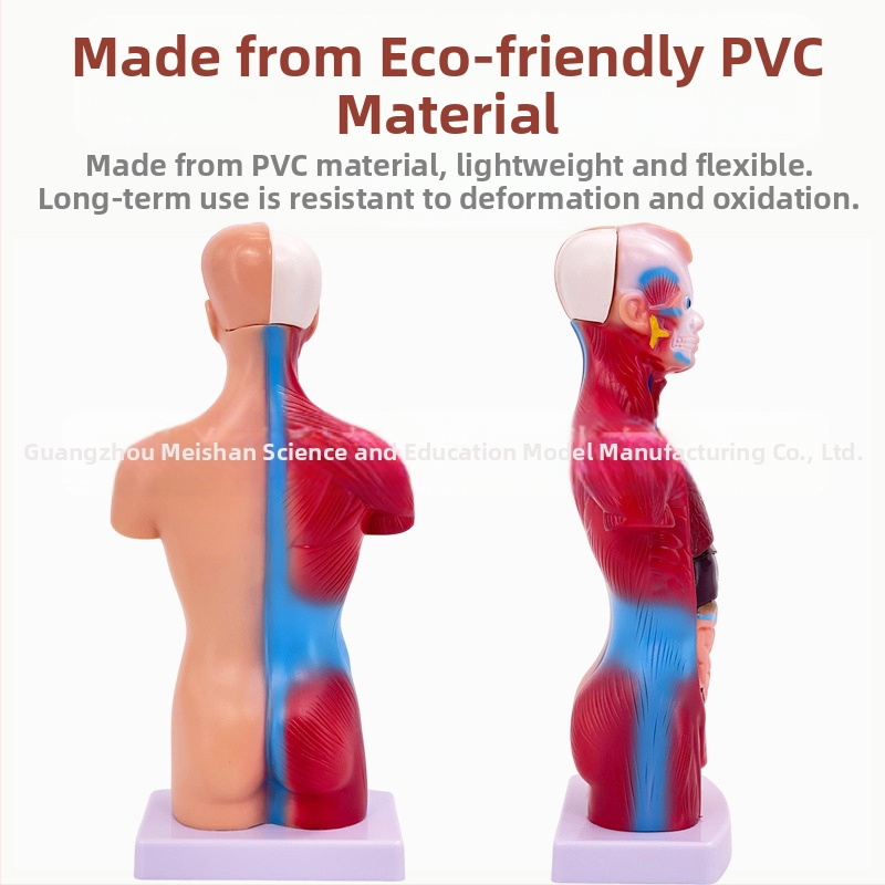 Meishan модел на торса за обучение – анатомия на сърцето и мозъка, пластмасов