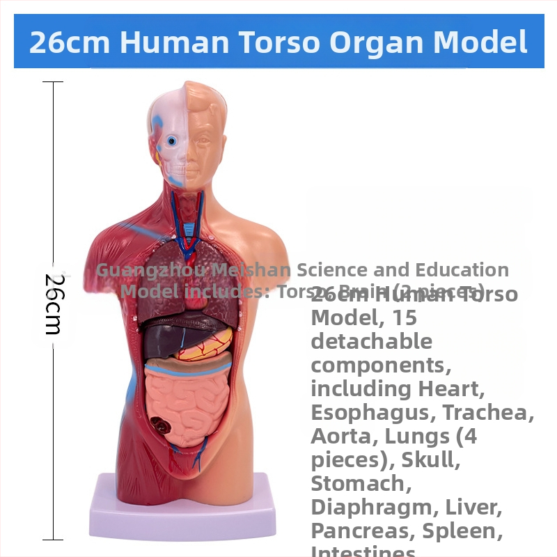 Meishan μοντέλο κορμού ανατομίας για διδασκαλία – καρδιά και εγκέφαλος, πλαστικό