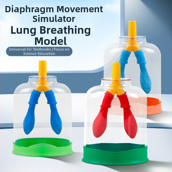 Μοντέλο κίνησης διαφράγματος και προσομοιωτής αναπνοής πνευμόνων για τη φυσική γυμνασίου, διδακτικό βοήθημα από πλαστικό-καουτσούκ Liuxin
