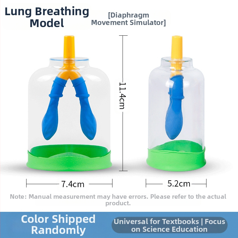 Μοντέλο κίνησης διαφράγματος και προσομοιωτής αναπνοής πνευμόνων για τη φυσική γυμνασίου, διδακτικό βοήθημα από πλαστικό-καουτσούκ Liuxin