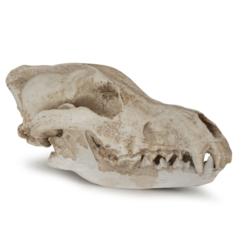 Ornament din rășină: craniu de șacal, recuzită pentru Halloween, specimen de lup