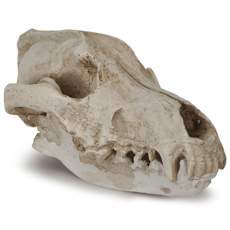 Ornament din rășină: craniu de șacal, recuzită pentru Halloween, specimen de lup