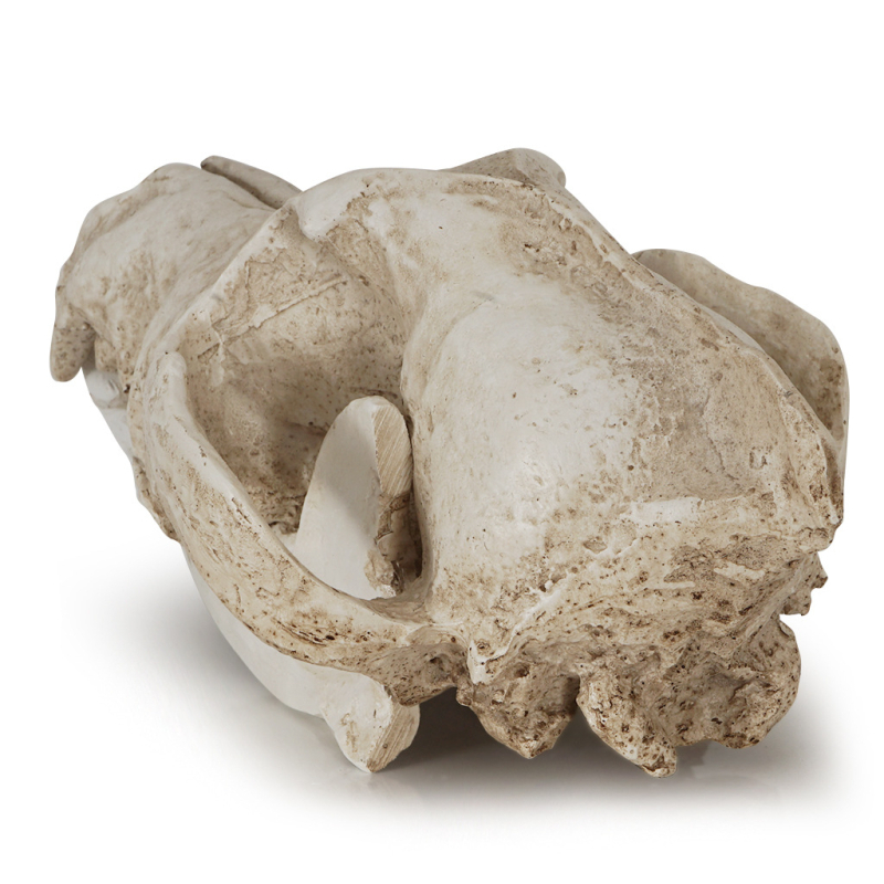 Ornament din rășină: craniu de șacal, recuzită pentru Halloween, specimen de lup