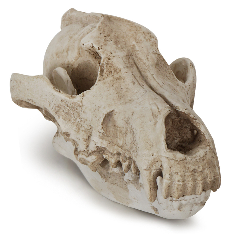Ornament din rășină: craniu de șacal, recuzită pentru Halloween, specimen de lup