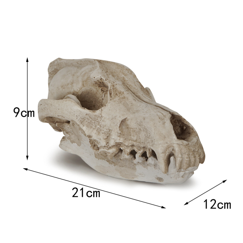 Ornament din rășină: craniu de șacal, recuzită pentru Halloween, specimen de lup