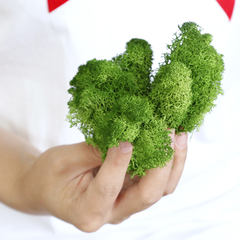 Sienos samanų meno kūrinys - Medžiaga: Amžinosios gėlės samanos, Didelė dėžutė samanų, Pakuotė 500 g, Filiya