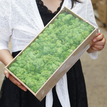 Sienos samanų meno kūrinys - Medžiaga: Amžinosios gėlės samanos, Didelė dėžutė samanų, Pakuotė 500 g, Filiya