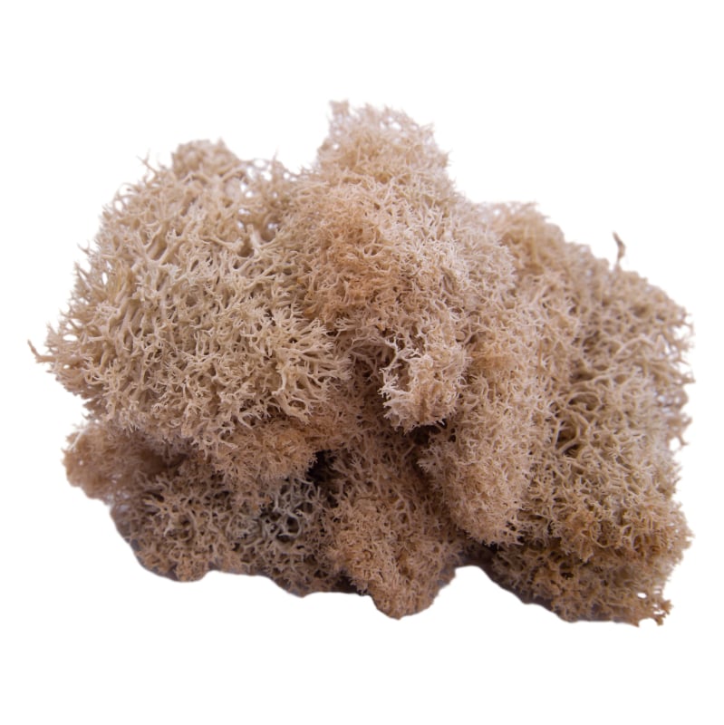 Sienos samanų meno kūrinys - Medžiaga: Amžinosios gėlės samanos, Didelė dėžutė samanų, Pakuotė 500 g, Filiya