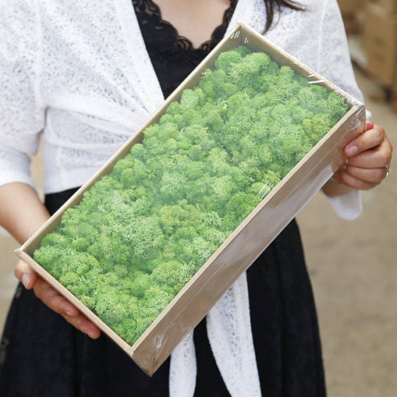 Sienos samanų meno kūrinys - Medžiaga: Amžinosios gėlės samanos, Didelė dėžutė samanų, Pakuotė 500 g, Filiya