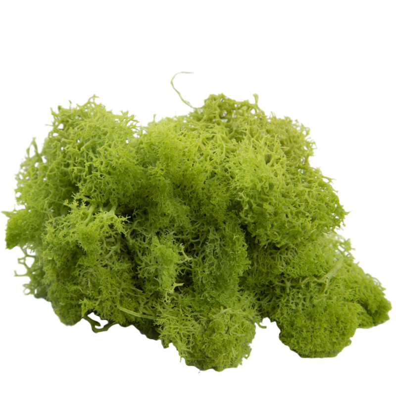 Sienos samanų meno kūrinys - Medžiaga: Amžinosios gėlės samanos, Didelė dėžutė samanų, Pakuotė 500 g, Filiya