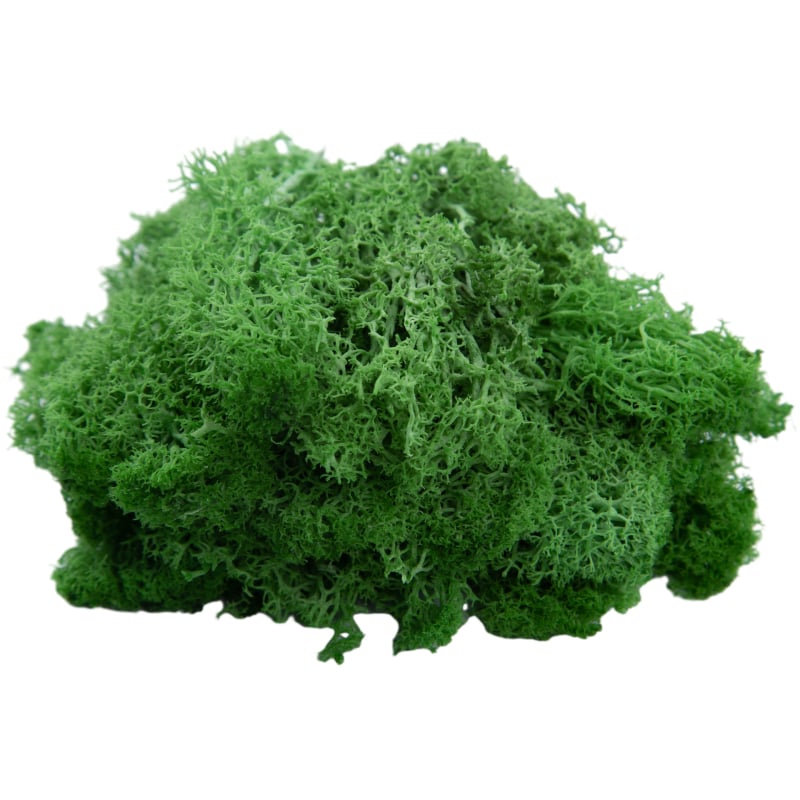 Sienos samanų meno kūrinys - Medžiaga: Amžinosios gėlės samanos, Didelė dėžutė samanų, Pakuotė 500 g, Filiya