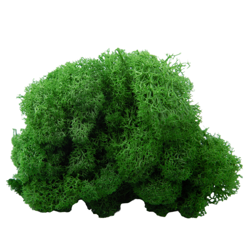 Sienos samanų meno kūrinys - Medžiaga: Amžinosios gėlės samanos, Didelė dėžutė samanų, Pakuotė 500 g, Filiya