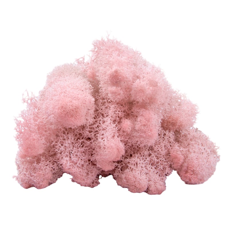 Sienos samanų meno kūrinys - Medžiaga: Amžinosios gėlės samanos, Didelė dėžutė samanų, Pakuotė 500 g, Filiya