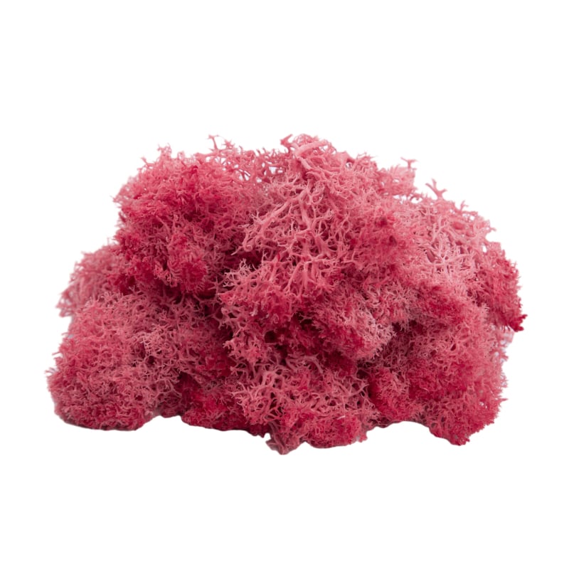 Sienos samanų meno kūrinys - Medžiaga: Amžinosios gėlės samanos, Didelė dėžutė samanų, Pakuotė 500 g, Filiya