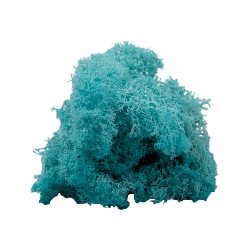 Sienos samanų meno kūrinys - Medžiaga: Amžinosios gėlės samanos, Didelė dėžutė samanų, Pakuotė 500 g, Filiya