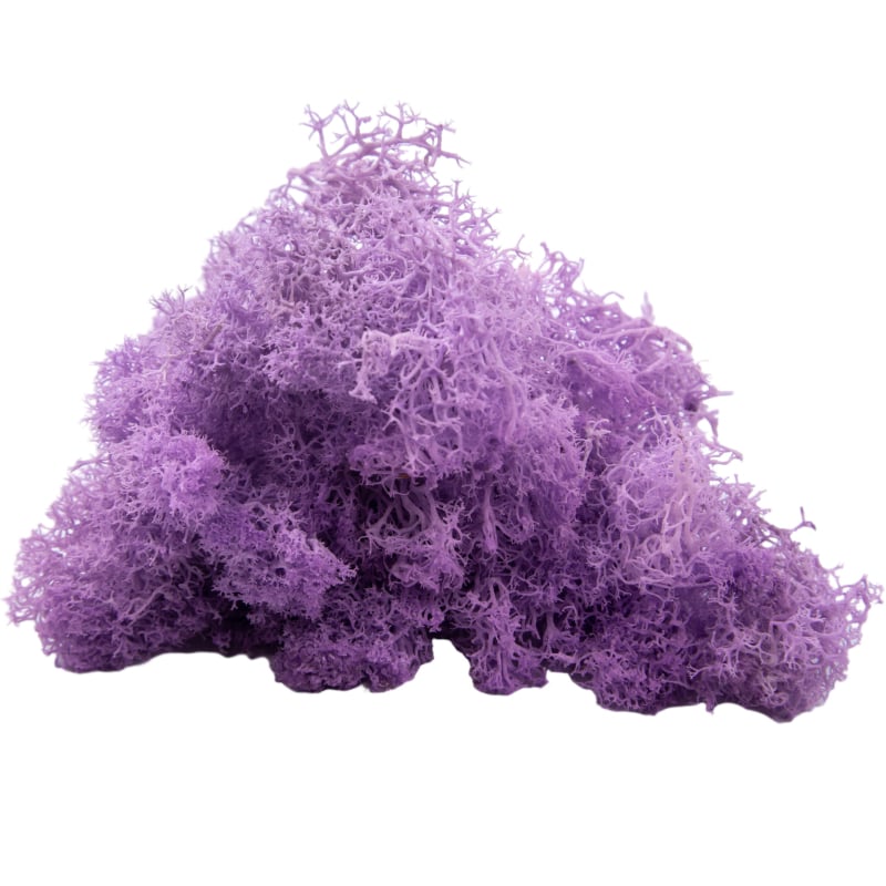 Sienos samanų meno kūrinys - Medžiaga: Amžinosios gėlės samanos, Didelė dėžutė samanų, Pakuotė 500 g, Filiya