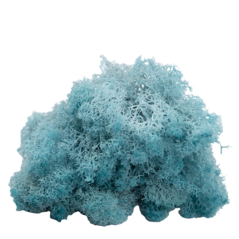 Sienos samanų meno kūrinys - Medžiaga: Amžinosios gėlės samanos, Didelė dėžutė samanų, Pakuotė 500 g, Filiya