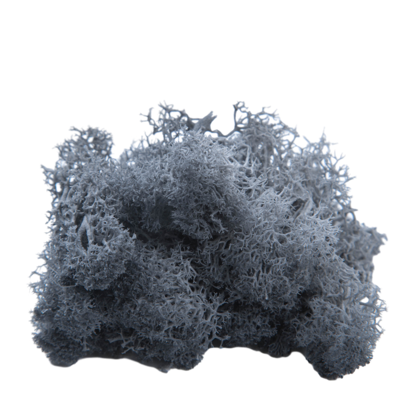 Sienos samanų meno kūrinys - Medžiaga: Amžinosios gėlės samanos, Didelė dėžutė samanų, Pakuotė 500 g, Filiya