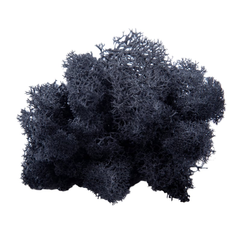 Sienos samanų meno kūrinys - Medžiaga: Amžinosios gėlės samanos, Didelė dėžutė samanų, Pakuotė 500 g, Filiya