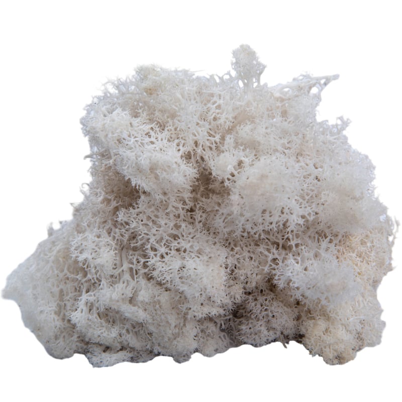 Sienos samanų meno kūrinys - Medžiaga: Amžinosios gėlės samanos, Didelė dėžutė samanų, Pakuotė 500 g, Filiya