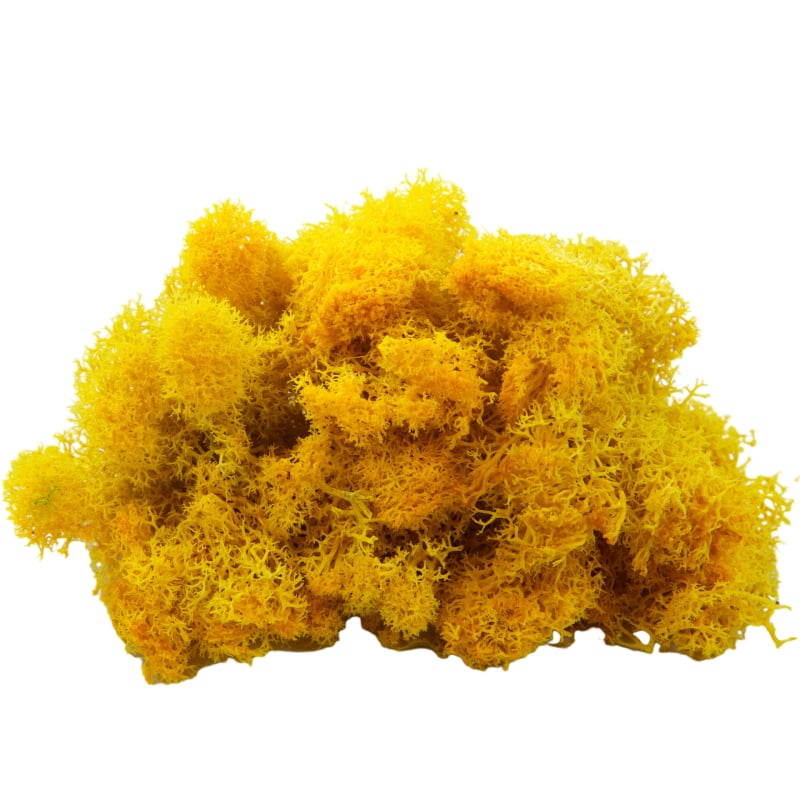 Sienos samanų meno kūrinys - Medžiaga: Amžinosios gėlės samanos, Didelė dėžutė samanų, Pakuotė 500 g, Filiya