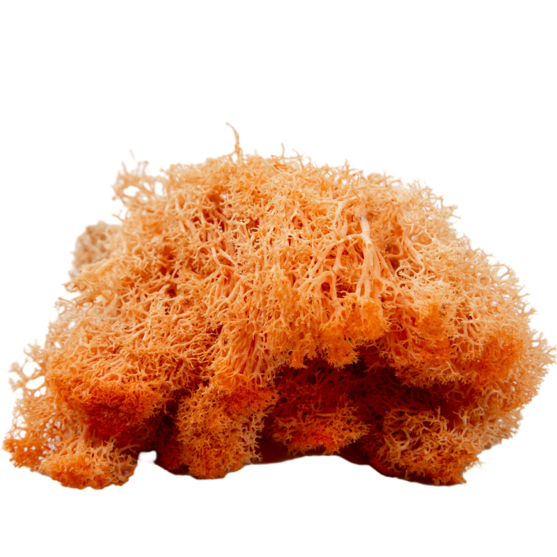 Sienos samanų meno kūrinys - Medžiaga: Amžinosios gėlės samanos, Didelė dėžutė samanų, Pakuotė 500 g, Filiya