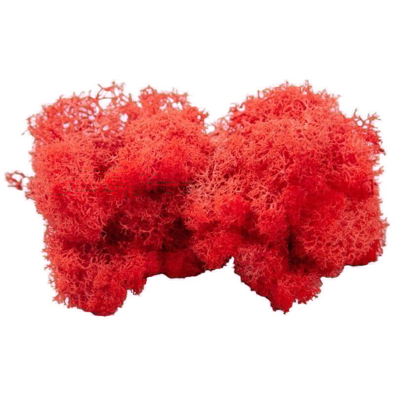 Sienos samanų meno kūrinys - Medžiaga: Amžinosios gėlės samanos, Didelė dėžutė samanų, Pakuotė 500 g, Filiya