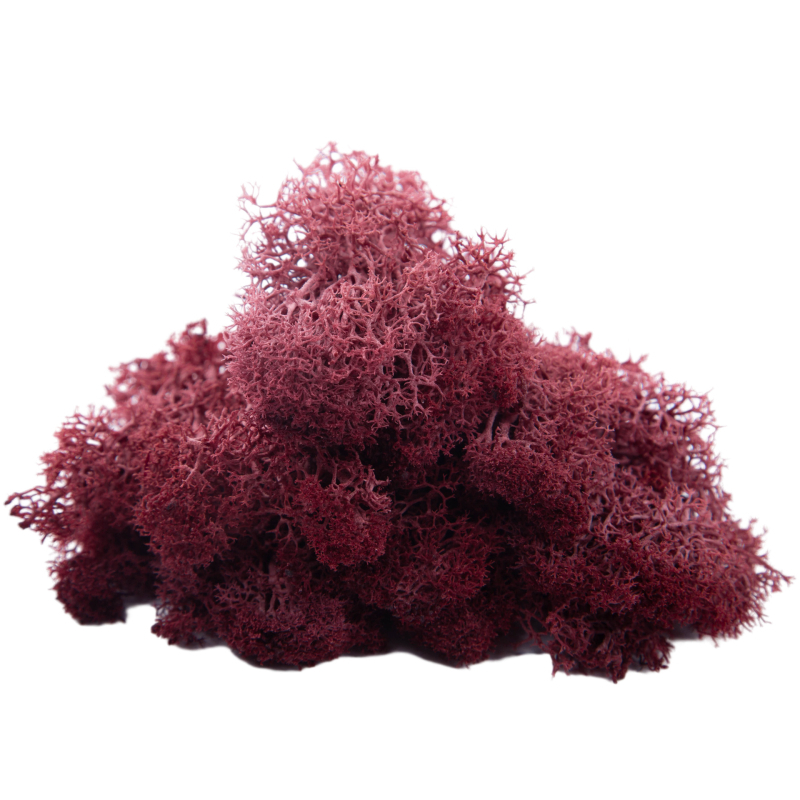 Sienos samanų meno kūrinys - Medžiaga: Amžinosios gėlės samanos, Didelė dėžutė samanų, Pakuotė 500 g, Filiya