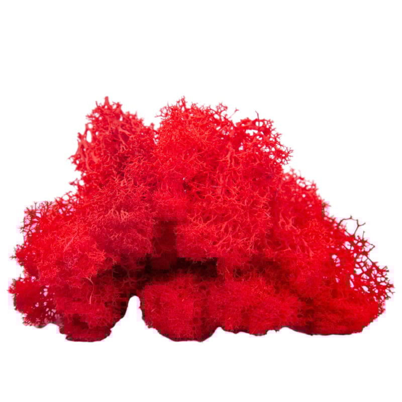 Sienos samanų meno kūrinys - Medžiaga: Amžinosios gėlės samanos, Didelė dėžutė samanų, Pakuotė 500 g, Filiya