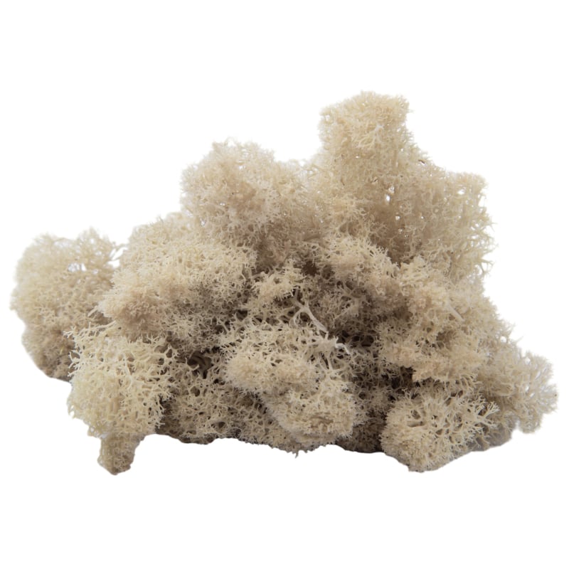 Sienos samanų meno kūrinys - Medžiaga: Amžinosios gėlės samanos, Didelė dėžutė samanų, Pakuotė 500 g, Filiya