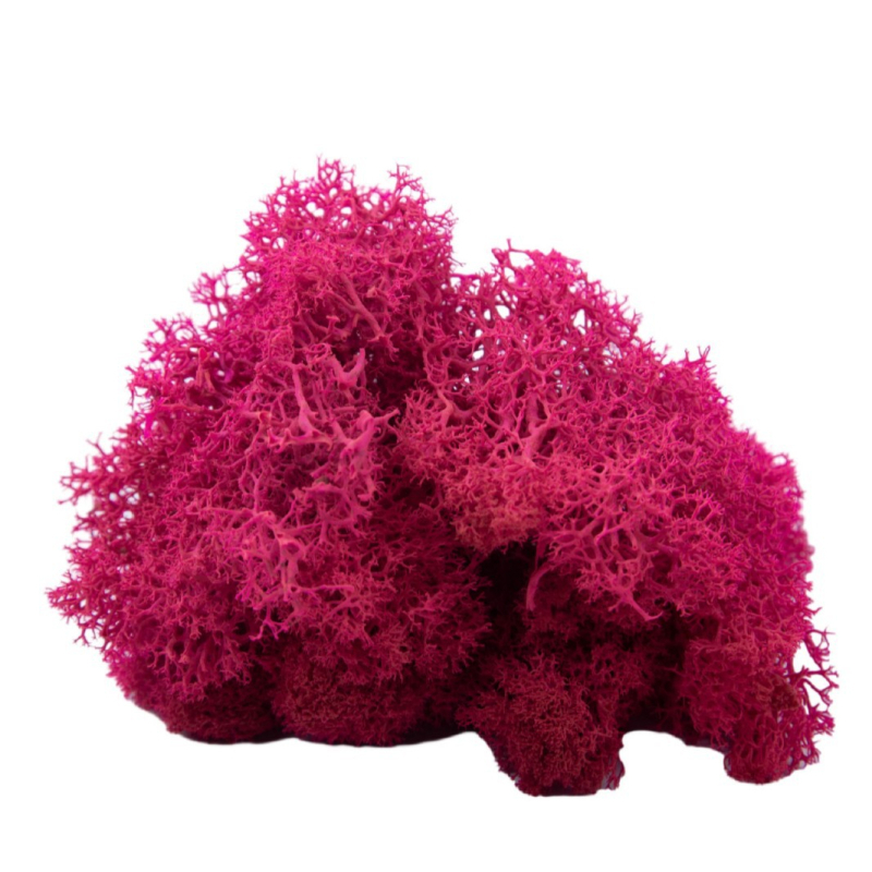 Sienos samanų meno kūrinys - Medžiaga: Amžinosios gėlės samanos, Didelė dėžutė samanų, Pakuotė 500 g, Filiya