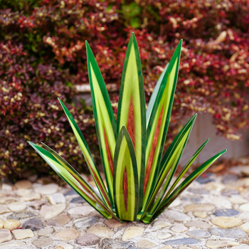 Μεταλλικό γλυπτό αγάβης με γεωμετρικό σχέδιο για εξωτερική διακόσμηση (κήπος, πλατεία, γραφείο)