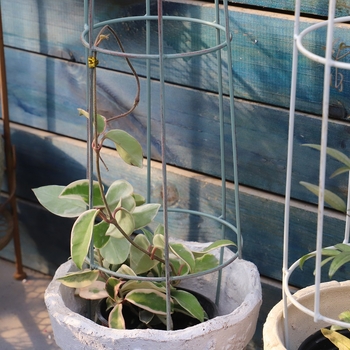 Σφυρήλατη μικρή γλάστρα με πέργκολα αναρρίχησης για τον οικιακό κήπο, βάση στο δάπεδο, απλός σχεδιασμός