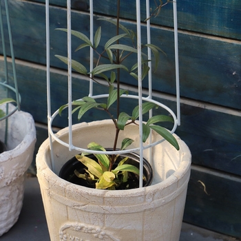 Σφυρήλατη μικρή γλάστρα με πέργκολα αναρρίχησης για τον οικιακό κήπο, βάση στο δάπεδο, απλός σχεδιασμός