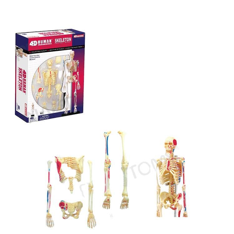 4D MASTER модел на човешката анатомия с мозък, сърце, очни ябълки, колянна става и мускули (PVC пластмаса; учебен модел; за училища и болници)