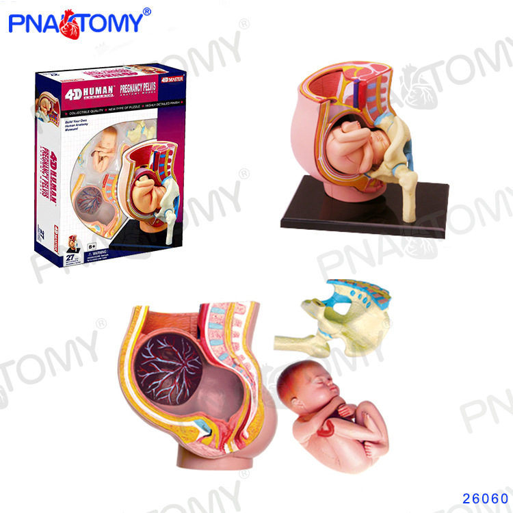 4D MASTER модел на човешката анатомия с мозък, сърце, очни ябълки, колянна става и мускули (PVC пластмаса; учебен модел; за училища и болници)