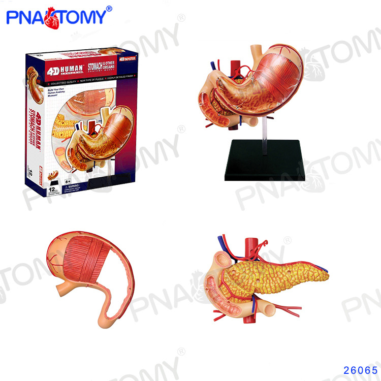4D MASTER модел на човешката анатомия с мозък, сърце, очни ябълки, колянна става и мускули (PVC пластмаса; учебен модел; за училища и болници)
