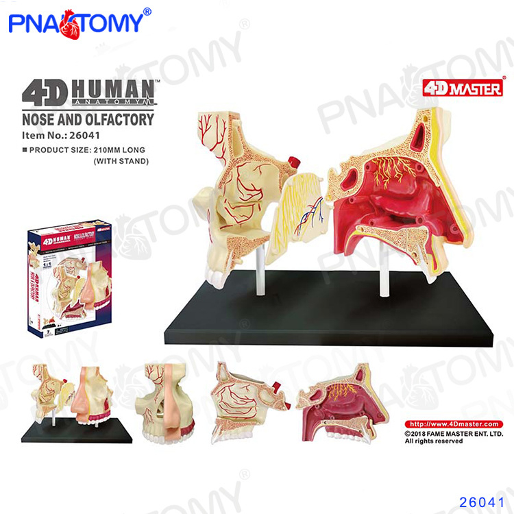 4D MASTER модел на човешката анатомия с мозък, сърце, очни ябълки, колянна става и мускули (PVC пластмаса; учебен модел; за училища и болници)