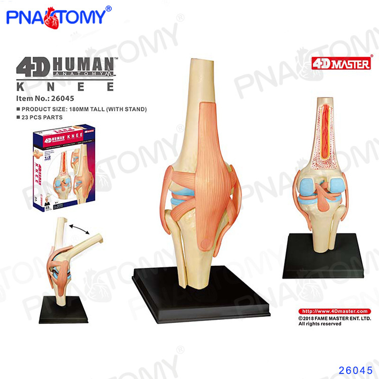 4D MASTER модел на човешката анатомия с мозък, сърце, очни ябълки, колянна става и мускули (PVC пластмаса; учебен модел; за училища и болници)