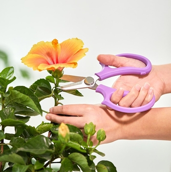 Flowery Edge ψαλίδια για το κλάδεμα λουλουδιών με ευρύ κεφάλι – εργαλείο κήπου για ανθοπωλεία και οικιακή κηπουρική