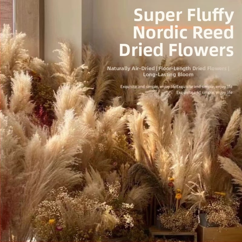 Rėdų džiovintų gėlių puokštė - Madingos tikros gėlės svetainei - Natūralus grindų vidaus dekoras - Medžiaga: Soft PVC; Prekė: Kita; Amatas: Kita; Įvairovė: Kita