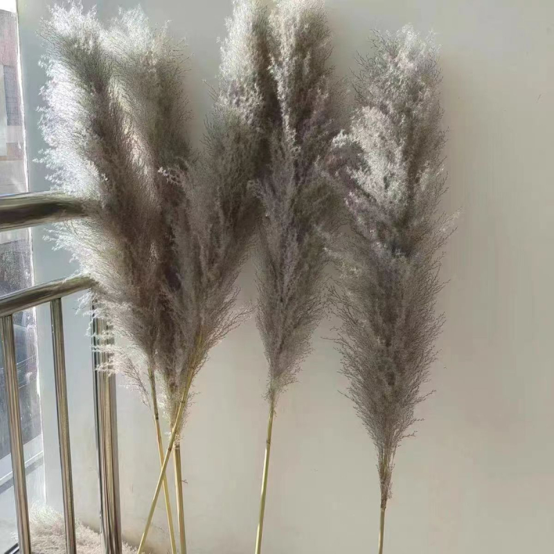 Rėdų džiovintų gėlių puokštė - Madingos tikros gėlės svetainei - Natūralus grindų vidaus dekoras - Medžiaga: Soft PVC; Prekė: Kita; Amatas: Kita; Įvairovė: Kita