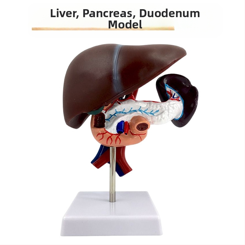 Ļoti reālistisks aknu anatomijas modelis ar hepatobiliāro–pankreato-splēnas-duodēnu sistēmu un reljefa bojājumiem