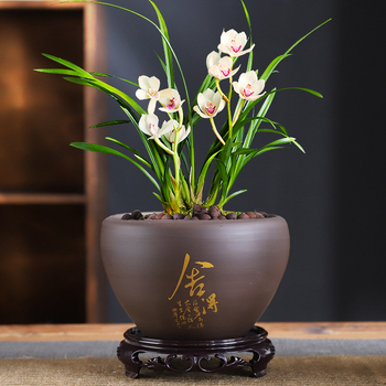 Κεραμική γλάστρα – Διαπνέουσα, Ανθεκτική στη παραμόρφωση, Ανθεκτική στη διάβρωση, Ανθεκτική για επιτραπέζια χρήση (ορχιδέα, ποθός)