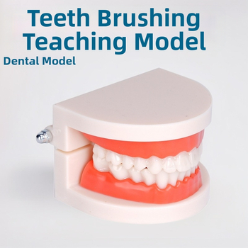 Dentu mācību modelis pieaugušajiem ar noņemamu protēzes struktūru un sagatavošanas protēžu modeli