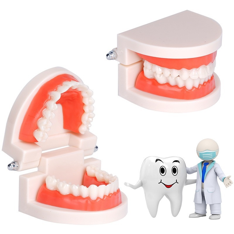 Dentu mācību modelis pieaugušajiem ar noņemamu protēzes struktūru un sagatavošanas protēžu modeli
