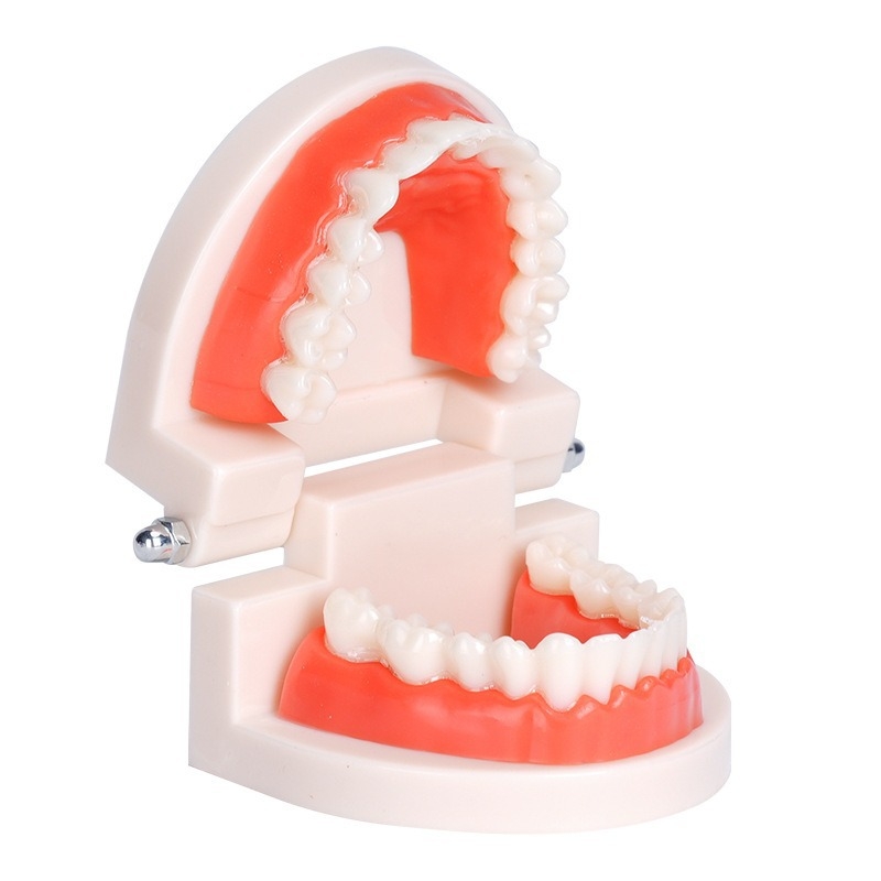 Dentu mācību modelis pieaugušajiem ar noņemamu protēzes struktūru un sagatavošanas protēžu modeli
