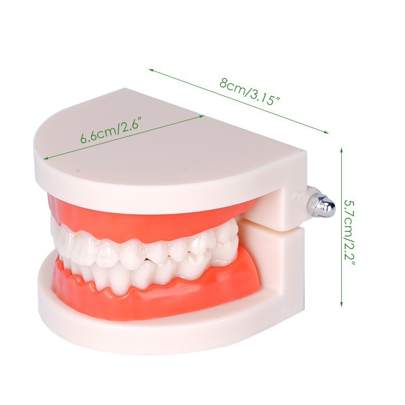 Dentu mācību modelis pieaugušajiem ar noņemamu protēzes struktūru un sagatavošanas protēžu modeli
