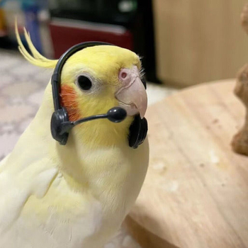 Παπαγάλος Xuanfeng Τεχνητά ακουστικά εξυπηρέτησης πελατών – χιουμοριστικό διακοσμητικό αξεσουάρ για φωτογράφηση; Δεν εισάγεται; Για: Άλλο; Μάρκα: Άλλο